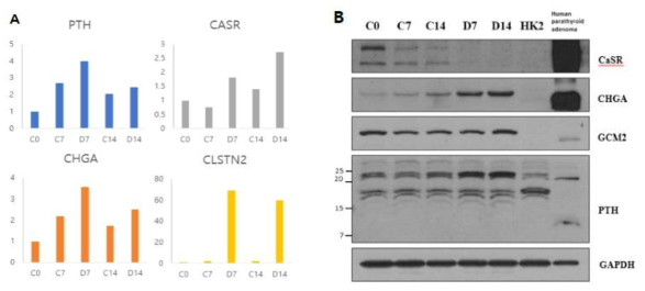 분화된 편도줄기세포 유래 부갑상선분비세포 A. 유전자 및 B. 단백질 발현 분석결과. C7  D7  PTH, parathyroid hormone; CHGA, chromogranin A; CASR, calcium-sensing receptor; CLSTN2, calsytenin-2; HK2, human proximal renal tubular epithelial cells