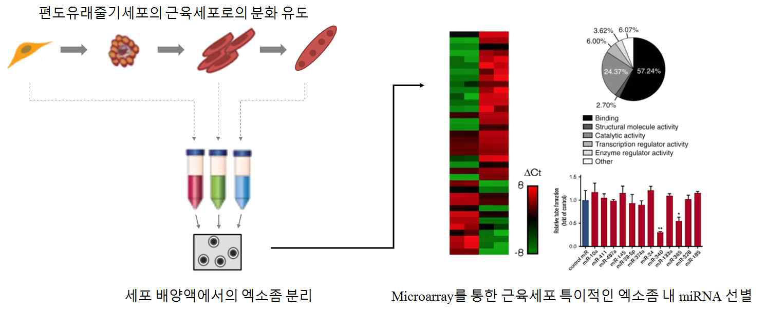 근육세포 분화 중 세포 배양액 내의 엑소좀 분리 및 엑소좀 내 miRNA 스크리닝