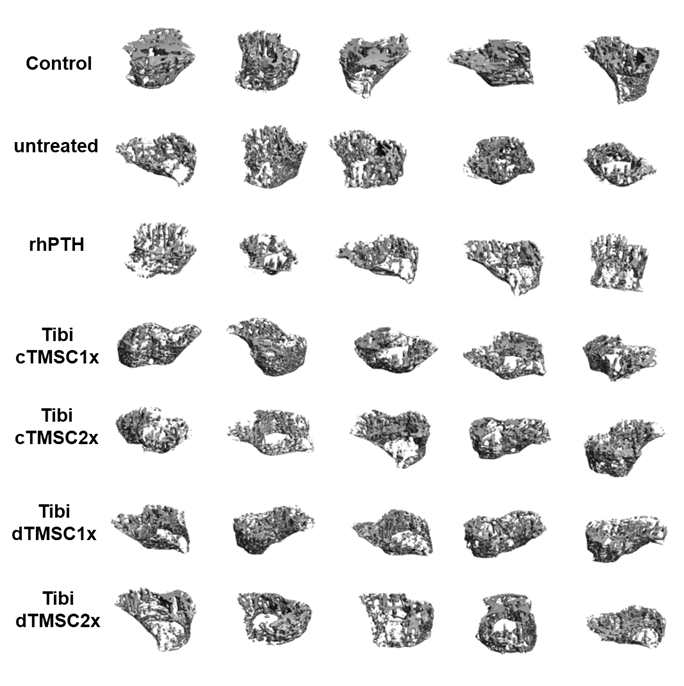 대퇴부의 Micro-CT 촬영 결과