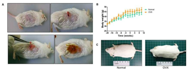 A. 난소절제술(OVX) 의 시행과정과 B. OVX-mice의 3달동안의 몸무게 변화. (각 그룹당 n=10)