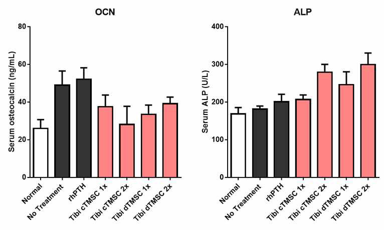 분화 그리고 미분화된 TMSC 주사를 경골 근위부로 직접 투여 받은 쥐군들의 첫 투여 3개월 후 혈청 OCN과 ALP농도. (n=10 for normal, no treatment, rhPTH groups; n=5 for TMSC groups.)