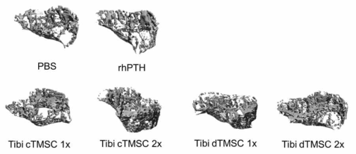 양성대조군 그리고 T-MSC의 주사를 받은 실험군들의 대퇴골 Micro-CT결과