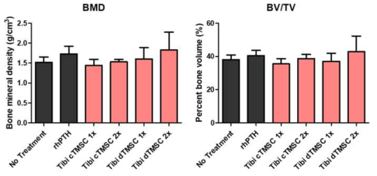 양성대조군 그리고 T-MSC의 주사를 받은 실험군들의 대퇴골의 BMD와 BV/TV