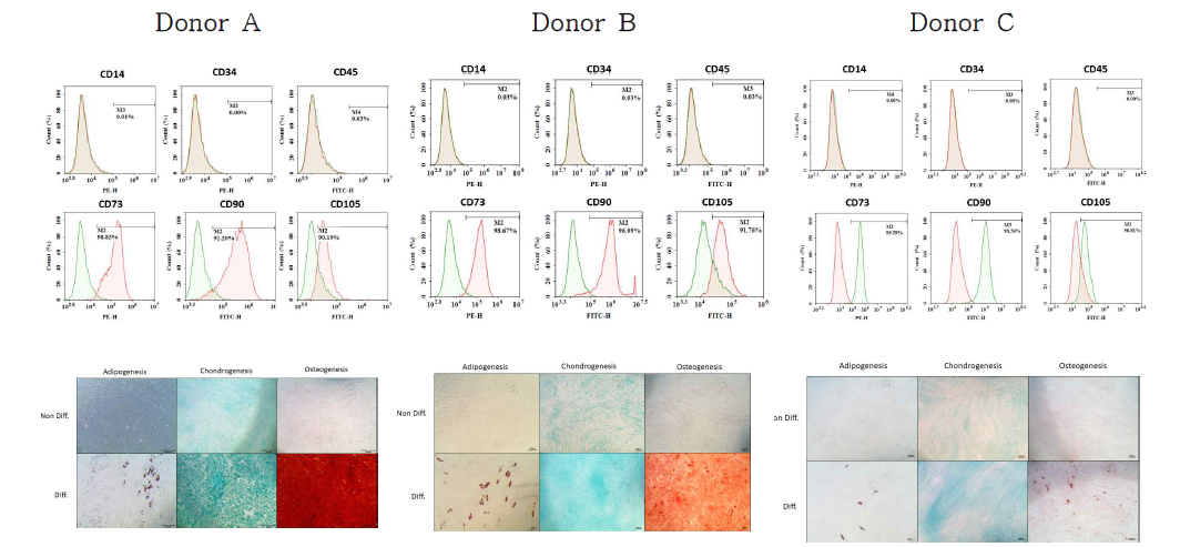 편도에서 분리 및 확보된 세포의 MSC로써의 특성을 조사. A. MSC의 positive (CD73, CD90, CD105)와 negative (CD14, CD34, CD45) 발현 확인. B. TMSC의 골, 연골, 그리고 지방분화로의 특징 확인