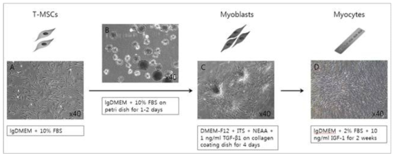 편도줄기세포의 근육세포로의 분화과정