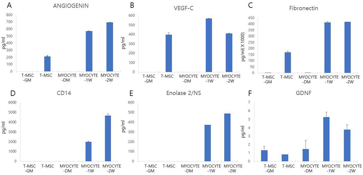 분화된 근육세포의 conditioned medium (CM)을 모아 Cytokine Array로 분석 결과. T-MSC, tonsil-derived mesenchymal stem cell; GM, growth medium; MYOCYTE, T-MSC-derived myocyte; DM, differentiation medium; 1W, 1 weeks after myogenic differentiation; 2W, 2 weeks after myogenic differentiation