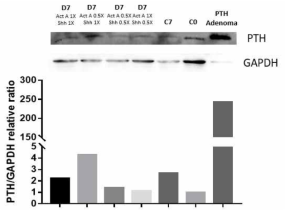 TMSC를 Activin A와 Shh의 농도를 달리하여, PTH 분비세포로 7일간 분화시킨 뒤 PTH 단백질 발현양 확인 결과