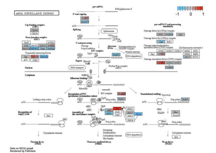 KEGG pathway에 data가 mapping 된 모습