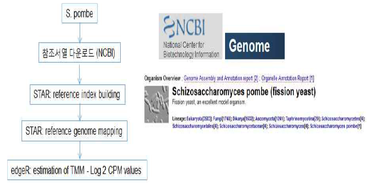 RNA-seq data 분석 pipeline