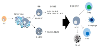 MDSC의 종류와 면역억제 기전