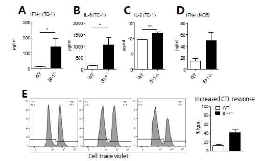 BI-1 KO 마우스에서의 종양조직 내 사이토카인 분비와 암세포 특이적 in vivo cytotoxicity (CTL) 반응