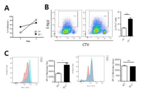 BI-1 결손 CD8 T 세포의 활성화 및 분열 증가