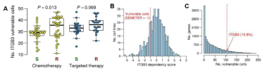 Achilles 분석 기반 항암제 저항성 폐암 표적 유전자 효능성 예측 (A) 항암제 비내성과 내성 그룹간 ITGB3 KD에 취약성 차이 (B) 500여 종 암세포주의 ITGB3 의존성 점수 분포 (C) 유전자 결손에 의존적인 암세포주 수의 분포. ITGB3의 의존성은 상위 10.8%에 해당함