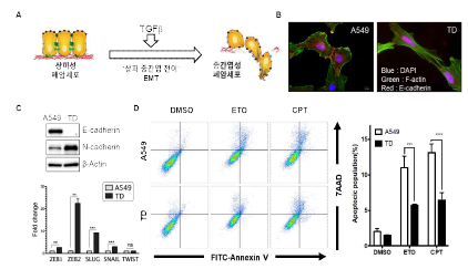 약물 저항성 및 중간엽 세포주의 확립 및 확인 (A) ‘상피중간엽 전이’ 유도체 TGFβ 처리를 통한 약물 저항성 및 중간엽성 세포주의 확립 (B) 확립된 세포의 형태적 변화 확인 (C) 단백질 marker를 통한 EMT 진행의 확인 (D) 확립된 세포주의 약물 저항성의 확인
