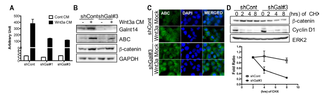 GALNT14 에 의한 WNT signaling의 활성화 (A) Luciferase assay를 통한 TCF promoter activity (B) WNT3a처리에 따른 ABC 의 증가를 면역블랏팅을 통해 확인 (C) ABC위 세포내 위치를 면역염색을 통해 확인. DAPI는 핵염색 (D) Cyclohexamide (CHX)를 처리 후 시간에 따른 β-catenin 단백질 양을 면역블랏팅으로 확인