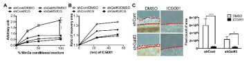 WNT 신호 기전 억제제를 통한 전이능 손실 (A) ICG-001 (WNT signaling inhibitor) 와 WNT3a처리 후 TCF protmoter activity 측정 (B) ICG-001 처리에 의한 세포의 운동성 손실을 wound healing을 통해 확인. (C) ICG-001에 따른 세포의 운동성 손실을 coverslip-migration assay를 통해 검증