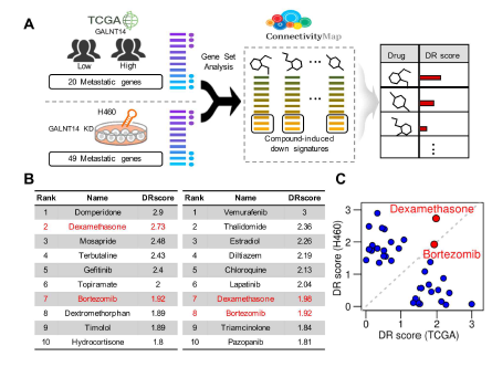 CMAP 분석법을 통한 종양전이 폐암 억제 약물 발굴 (A) TCGA와 H460 GALNT14 knockdown 세포주의 RNA-sequencing 결과를 이용한 CMap 적용 모식도 (B) TCGA (왼쪽) H460 GALNG14 knockdown 세포주 (오른쪽)로부터 도출된 후보 약물 리스트 (C) 약물 재배치 점수를 통한 유력한 후보 약물