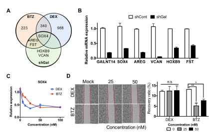전이 억제 후보약물 선정 및 검증 (A) shGAL, BTZ와 DEX에 의해 공통적으로 변화된 유전자로서 SOX4 동정 (B) shGal 세포주에서 SOX4와 감소되어 있는 유전자 발현 확인 (C) BTZ와 DEX 농도별 처리 후 SOX4의 발현 확인 (D) BTZ 와 DEX 처리 후 wound healing assay를 통한 세포의 이동성 분석