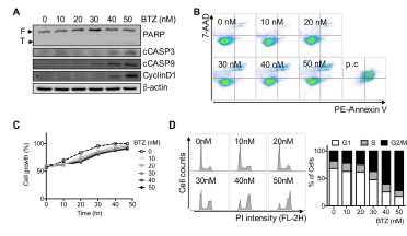 BTZ의 세포 독성평가 (A) H460 세포주에 BTZ 농도별 처리 이후 분자 마커를 통한 세포 사멸 정도 확인 (B) H460 세포주에 BTZ 농도별 처리 이후 FACS analysis를 통한 세포 사멸 정도확인 (C) BTZ 처리후 실시간 모니터링을 통한 세포 성장 속도 확인 (D) BTZ 처리 후 FACS analysis를 통한 세포 주기 변화 확인