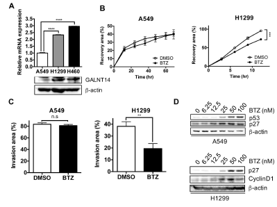 GALNT14발현와 BTZ 효능의 상관관계분석 (A) 폐암 세포주에서의 GALNT14 발현량을 qPCR과 면역블랏팅을 통해 확인 (B) A549와 H1299에서 BTZ 처리 후 wound healing assay를 통한 세포의 이동성 확인 (C) A549와 H1299에서 BTZ 처리 후 invasion assay를 통한 세포의 침투능 확인 (D) A549와 H1299에서 BTZ 농도별 처리 후 프로테아좀 활성정도를 면역블랏팅을 통해 확인