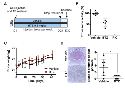 in vivo 유효성 검증 (A) BTZ의 in vivo 유효성 검증 실험 개요 (B) BTZ 정맥주사 후 생쥐 혈액 내의 프로테아좀 활성 정도 (C) BTZ 정맥주사 후, 주기적 모니터링을 통한 생쥐의 몸무게 변화 양상 (D) BTZ 정맥주사 후 폐조직에서의 종양 형성 확인 및 종양 개수 정량화