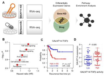 Bortezomib의 약물 작용 기전 분석 (A) 전사체 데이터를 활용한 종양전이 억제기전 예측의 개요. (B) GALNT14 KD 및 BTZ 에 의해 공통적으로 발현이 저하된 유전자를 기반으로 도출한 농축된 신호전달경로 결과. (C-D) GALNT14-TGFb 시그니처 기반 TCGA 폐암환자의 암재발율 및 GALNT14 발현 분포