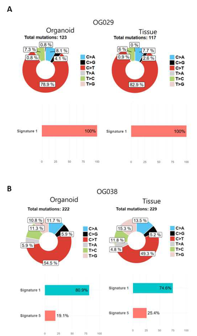 대장암 오가노이드 Whole exome sequencing 및 signature 분석 (A) OG029 (B) OG038