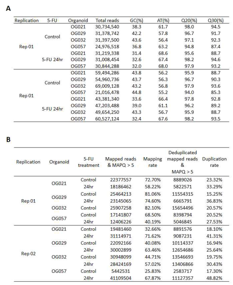 오가노이드에 대한 ATAC-seq (A) ATAC-seq raw data QC (B) ATAC-seq 데이터 mapping 및 alignment 결과