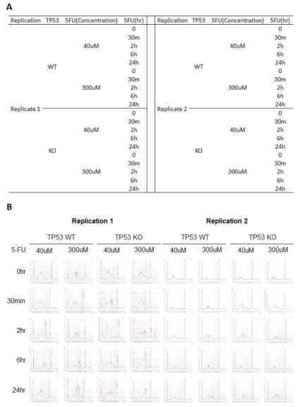 HCT116 대장암 세포주에서의 ATAC-seq (A) 샘플 목록 (B) Bioanlyzer를 이용한 library QC 결과