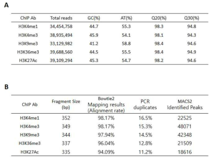 HCT116 대장암 세포주에서의 ChIP-seq (A) mapping 및 alignment 결과 (B) Bioanlyzer를 이용한 library QC 결과