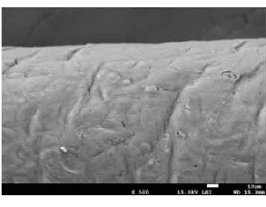 SEM image of tertiary coated PSBF