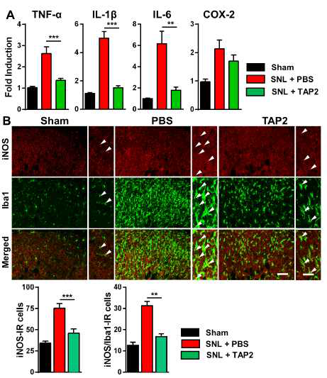Attenuation of neuropathic pain by TAP2 was attributed to the loss of proinflammatory mediators in the spinal dorsalhorn