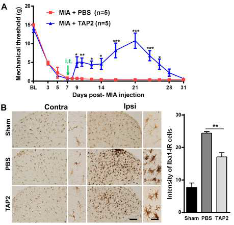 MIA-induced osteoarthritic pain was markedly relieved by intrathecal injection of TAP2 by inhibiting microglia activation