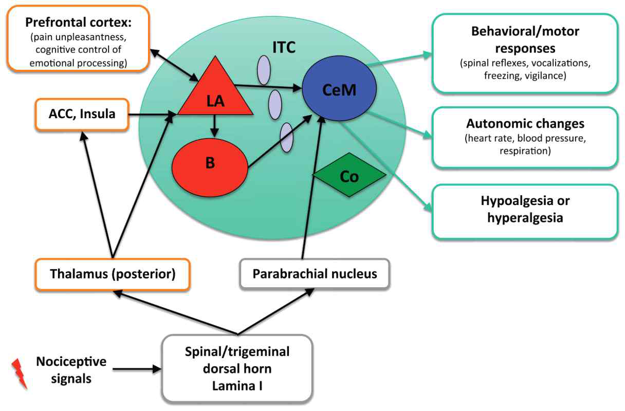 Nociceptive pathways involving the amygdala