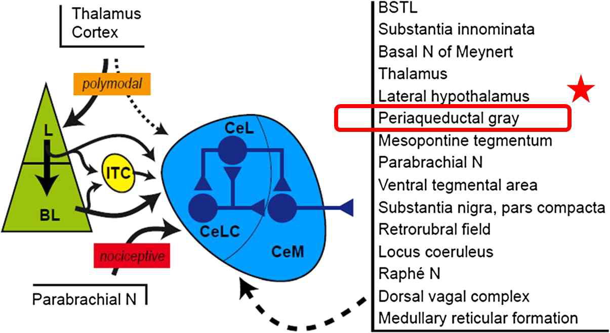 Main connections of the central nucleus of the amygdala(CeA) involved in pain process