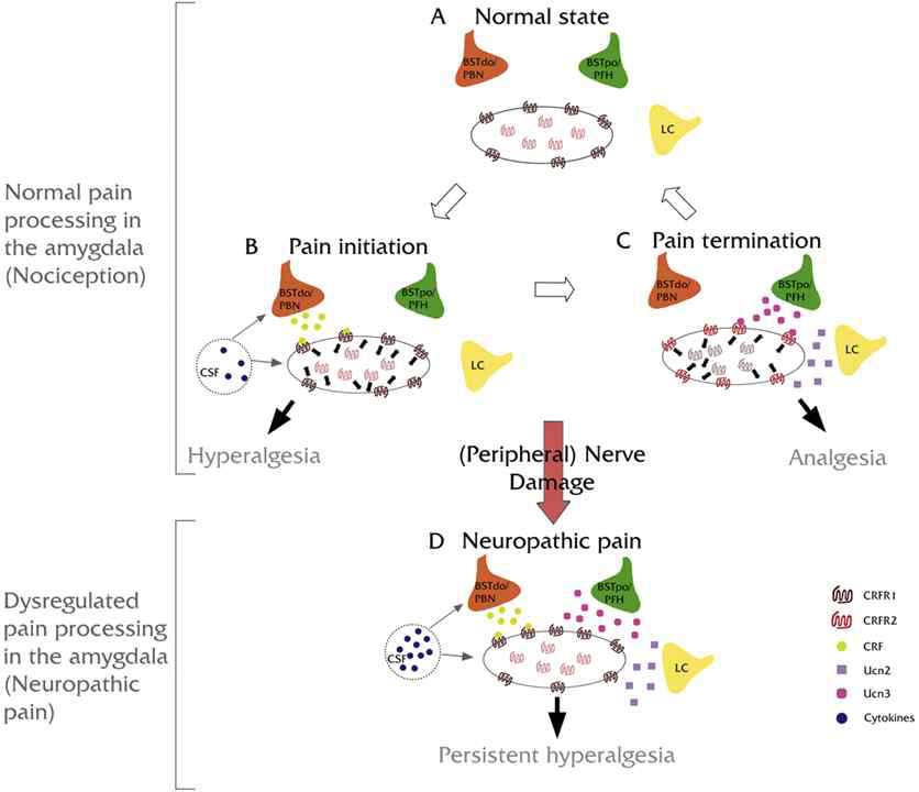 Proposed mechanism for pain processing in the amygdala