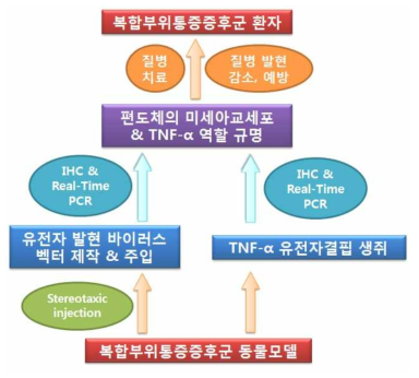 편도체에서 미세아교세포의 기능적 연구를 위한 모식도