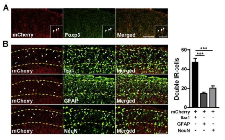 Foxp3 NPs mainly localize in the spinal microglia of SNL-induced rats