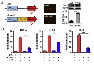 Foxp3 overexpression suppresses the mRNA expression of proinflammatory genes in LPS-stimulated BV2 cells