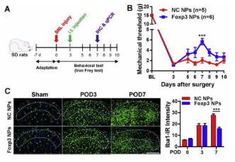 Foxp3 NPs notably attenuate the mechanical hypersensitivity of rats with SNL by reducing spinal microglia activation