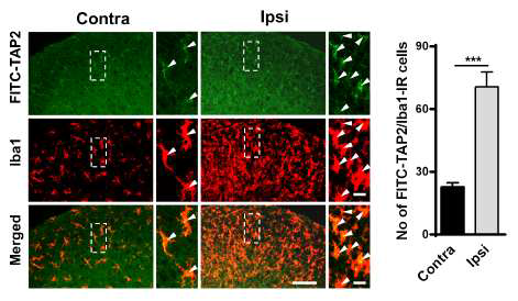 FITC-conjugated TAP2 preferentially targeted spinal microglia in rats with SNL-induced neuropathic pain