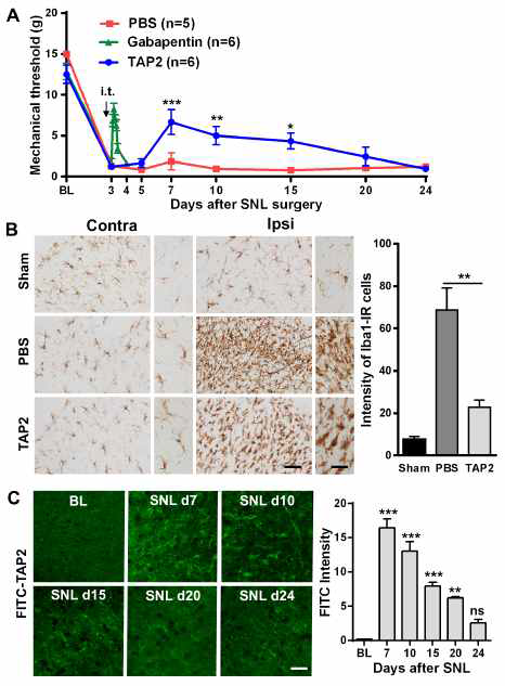 TAP2 efficiently alleviated mechanical allodynia induced by SNL in rats by decreasing microglial activation