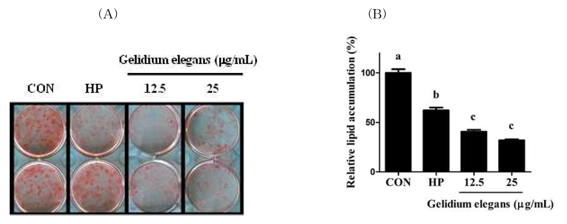 3T3-L1 세포에서 Gelidium elegans추출물의 Oil Red O 염색을 통한 지방축적억제 효과 a: P < 0.5, b: P < 0.001 모든 통계는 대조군과 비교하였음