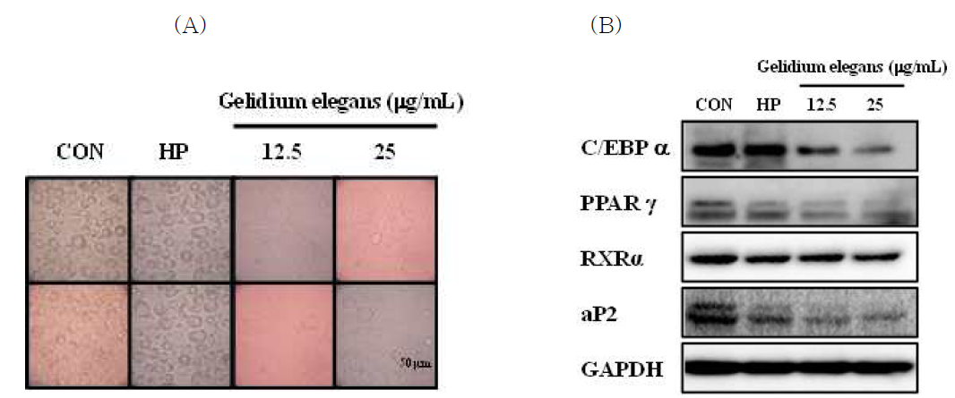 3T3-L1에서 Gelidium elegans추출물의 지방생성 관련 유전자의 단백질 발현 억제효과
