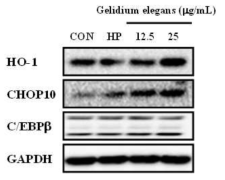3T3-L1 세포에서 Gelidium elegans추출물의 초기 지방생성관련 유전자의 단백질 발현 억제효과