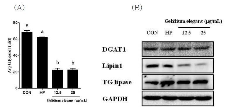 3T3-L1세포에서 Gelidium elegans추출물의 triglyceride 생성관련 유전자의 단백질 발현 억제 효과 a: P < 0.5, b: P < 0.001 모든 통계는 대조군과 비교하였음