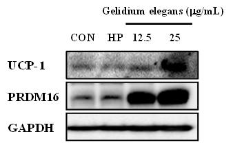 3T3-L1 세포에서 Gelidium elegans추출물의 체내 에너지 대사와 관련된 유전자의 단백질 발현 증가 효과