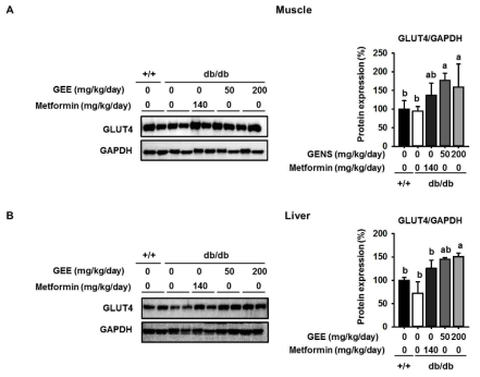 db/db 마우스에 Gelidium elegans 추출물 투여 시 근육과 간에서의 GLUT4를 통한 glucose uptake 효과