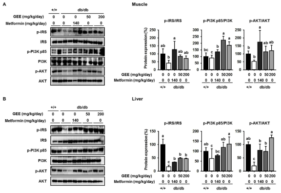 db/db 마우스에 Gelidium elegans 추출물을 투여 시 근육과 간에서의 IRS signaling pathway를 통한 항당뇨 효과
