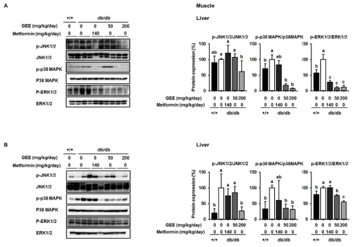 db/db 마우스에 Gelidium elegans 추출물 투여 시 근육과 간에서의 MAPKs signaling을 통한 insulin resistance 효과